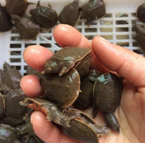 鱉 飼養|【鱉 飼養】鱉的飼養秘訣：從挑選幼鱉到日常照護，四年養鱉經。